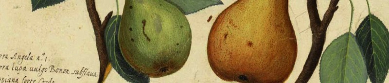 Detail of print of fruit - image